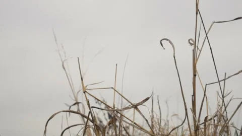 A blade of dry grass lower sliding view Video stock 253708490