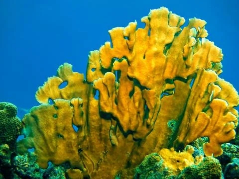 Blade Fire Coral, Millepora complanate, Tobago, W.I. Stock Photos