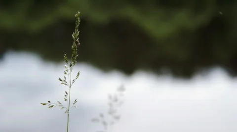 Blade Stock Footage 612043