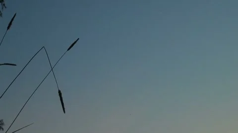 A blade of grass on the background of the sky Vídeos de archivo 7749676