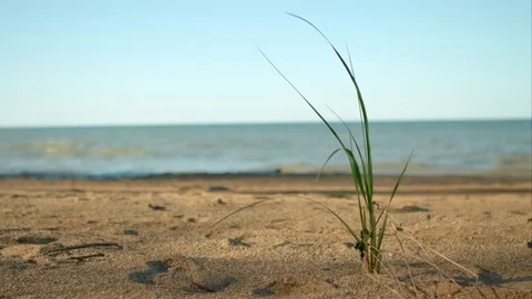 Blade of grass on the beach Stock-Footage 76013206