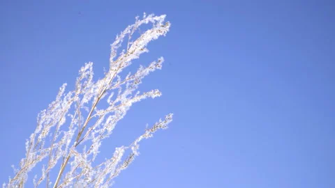 Blade of grass covered snow against bright blue sky at sunny winter day Stock Footage 86778433