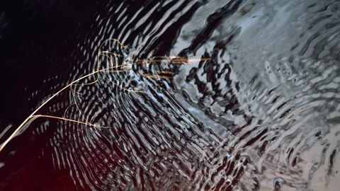 A blade of grass in dark water creates waves a beautiful textured background in Stock Footage 143859034