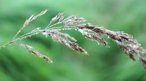 A blade of grass in the dew, macro video Video stock 62755791