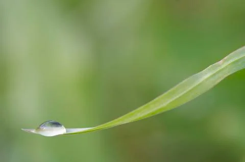Blade of grass with drop Stock Photos