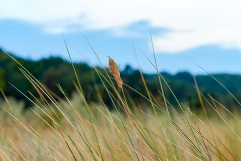Blade of grass in the dunes Stock Photos