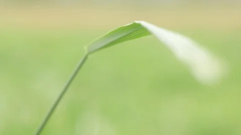 Blade of grass Stock Footage