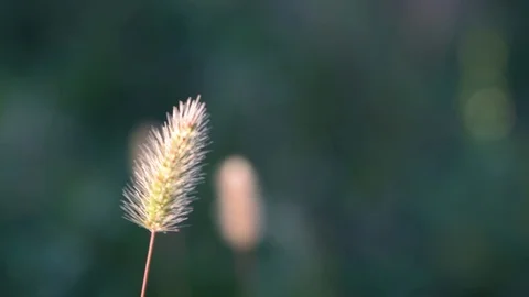 Blade of grass moved by the wind Stock Footage 95938812