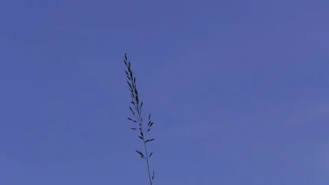 Blade of grass moving in the wind in front of a clear blue sky Stock Footage 76808520