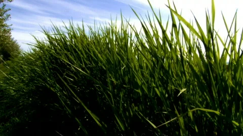 Blade of grass over blue sky 動画素材 496800