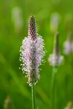 Blade of grass Stock Photos