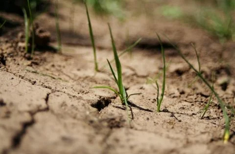 A blade of grass Stock Photos