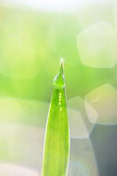 A blade of grass Stock Photos