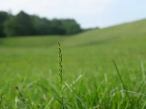 Blade of Grass Stock Photos