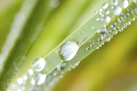 A blade of grass Stock Photos