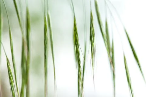Blade of grass Photos