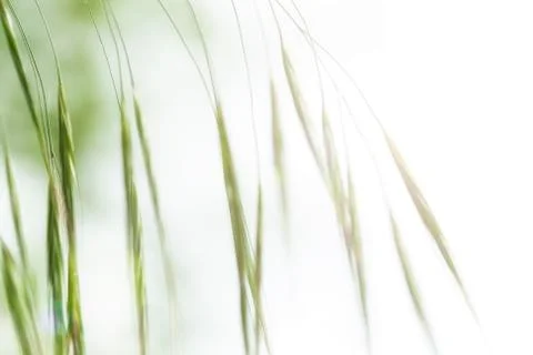 Blade of grass Фото