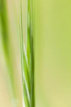 Blade of grass Fotos Stock