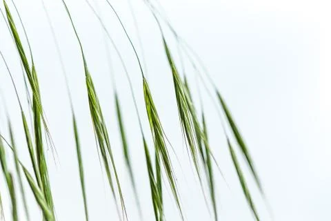 Blade of grass Photos