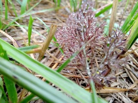 Blade of grass 写真素材