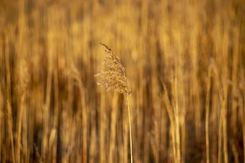 Blade of grass 스톡 사진