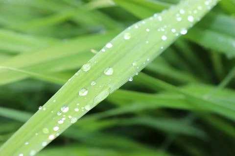 A blade of grass with raindrops after rain against a background of grass Stock Photos