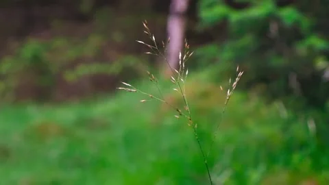 A blade of grass with raindrops splinters from the light wind in slow motion. Stock Footage 197339666