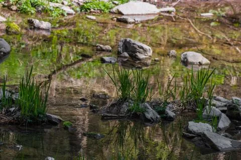 Blade of grass with reflection in a creek Stock Photos
