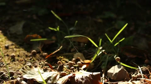 Blade of grass shining in sunlight Stock Footage 224954852