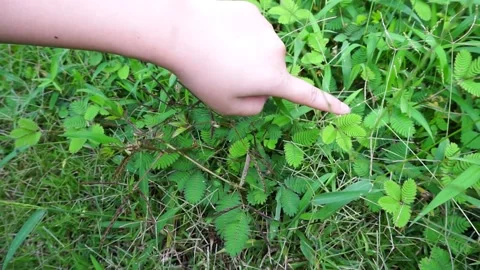 The blade of grass shrinks when we hold it with our hands. Stock Footage 161936272