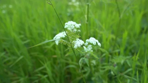 Blade of grass stirs in the wind Stock Footage 133263309