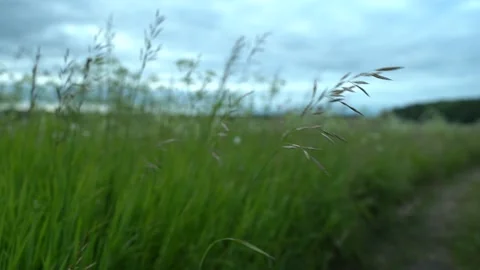 Blade of grass stirs in the wind Stock Footage 133263384