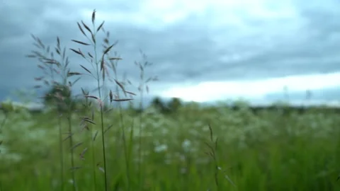 Blade of grass stirs in the wind Stock Footage 133263390