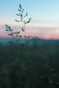 Blade of grass at sunrise Stock Photos