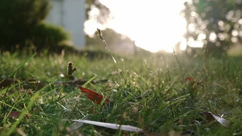 Blade of Grass Swaying at Sunset, Capturing Nature's Tranquility and Beauty 스톡 동영상 295970139