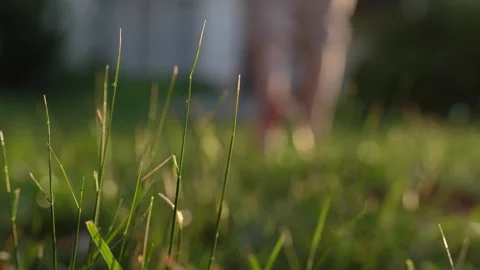 Blade of Grass Swaying at Sunset, Capturing Nature's Tranquility and Beauty Stock-Footage 295970197