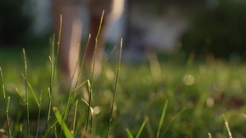 Blade of Grass Swaying at Sunset, Capturing Nature's Tranquility and Beauty Stock Footage 295970202