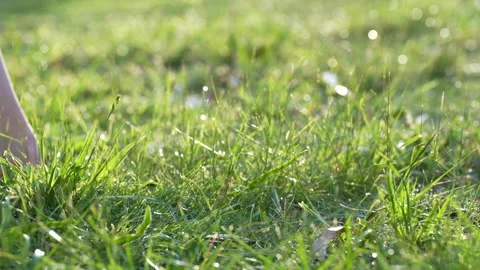 Blade of Grass Swaying at Sunset, Capturing Nature's Tranquility and Beauty Stock-Footage 295970209