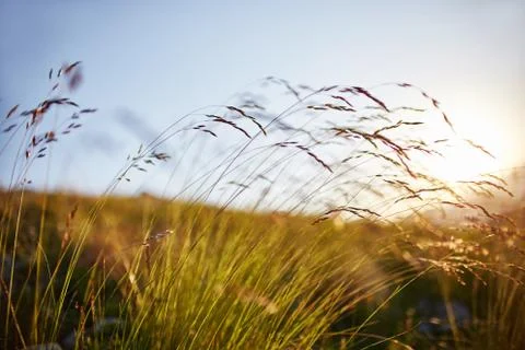Blade of grass swaying in the wind in the sunset macro photo closeup. Spikele Stock Photos