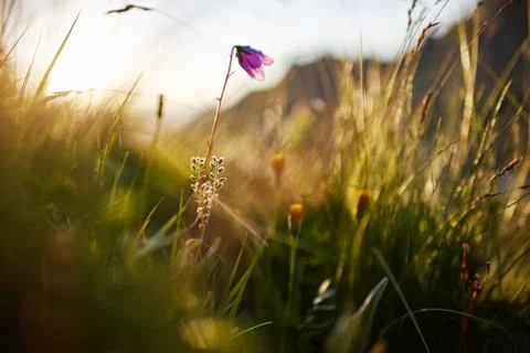Blade of grass swaying in the wind in the sunset macro photo closeup. Spikele Stock Photos