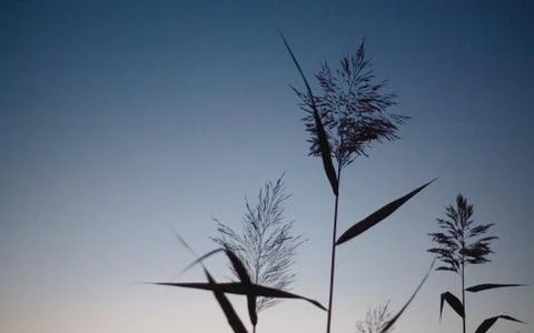 Blade of grass swaying in the wind in the sunset macro photo closeup. Spikelets Stock Photos
