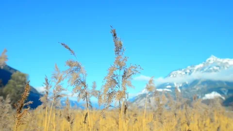 A blade of grass swings in the wind. Stock Footage 82460043