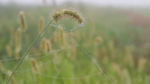 Blade of grass tangled in wet spider net Stock Footage 93581109