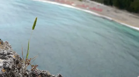 Blade of grass in the wind above the blue sea waters rose on a rock Stock Footage 68541026