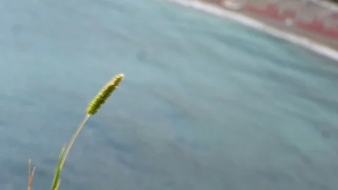 Blade of grass in the wind above the blue sea waters Stock Footage