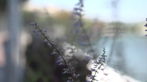 Blade of grass in the wind Stock Footage 50045321