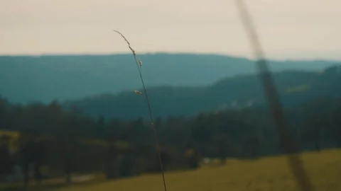Blade of Grass in the Wind with small Branches in Foreground | HD Stock Footage 88463587