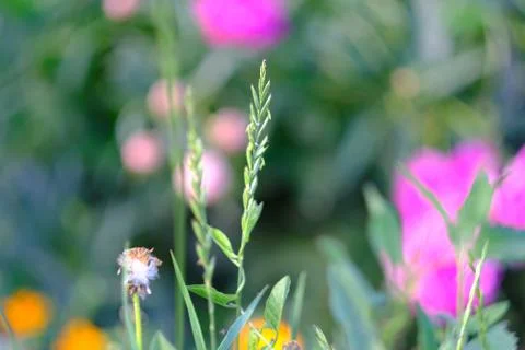 A blade of green on a blurred background, selective focus. Fotos de archivo