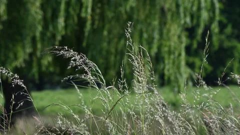 Blade of long grass now turned to seed Stock Footage 243924291