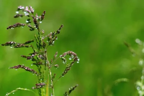 Blade os grass Stock Photos